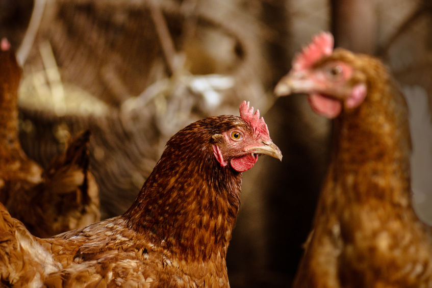 Keeping Chickens Safe Through a Northwestern Montana Winter