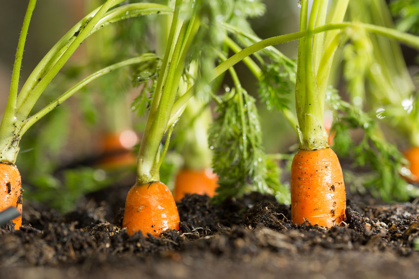Top 3 ways to protect your summer garden from pests in Kalispell