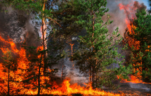 wildfire, burning pine forest .