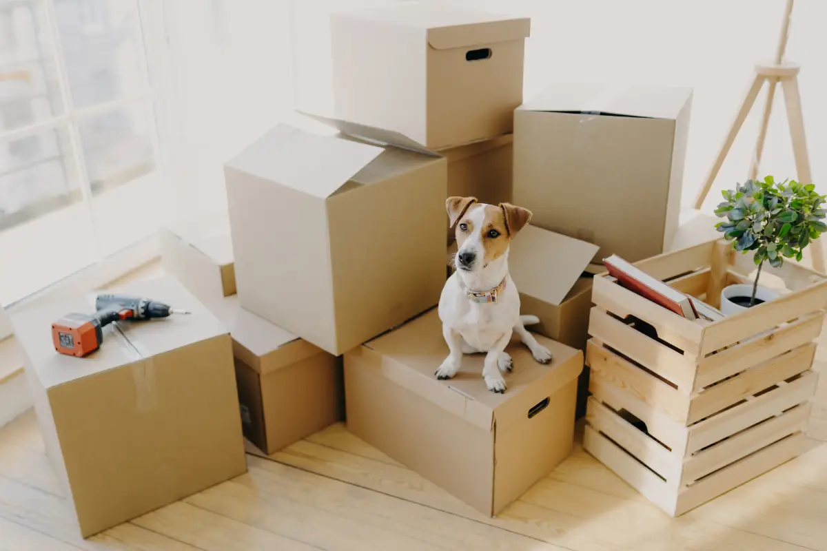 Pets and Profits: How Kalispell Landlords Can Create Smarter Leasing Strategies